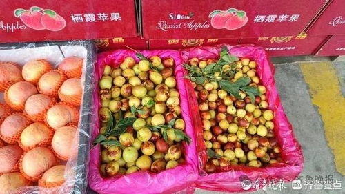 冬棗變“夏棗”？反季上市價(jià)高銷(xiāo)量漲，25元一斤仍受熱捧